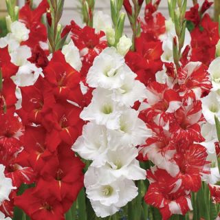 Glad to be Canadian Gladiolus Blend Thumbnail